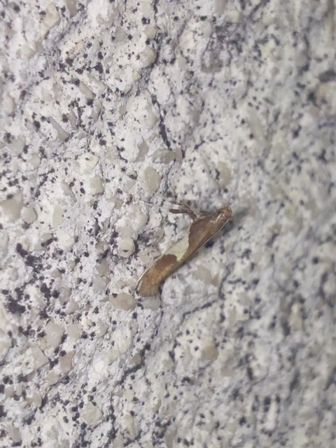 Caloptilia stigmatella - fűzgöngyölő keskenymoly