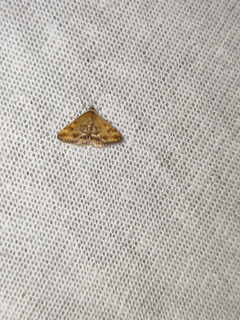 Pyrausta despicata - réti bíbormoly