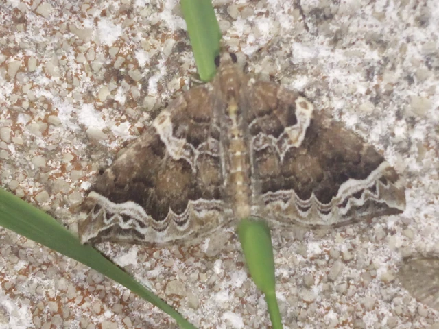 Eulithis prunata - kökény-tarkaaraszoló