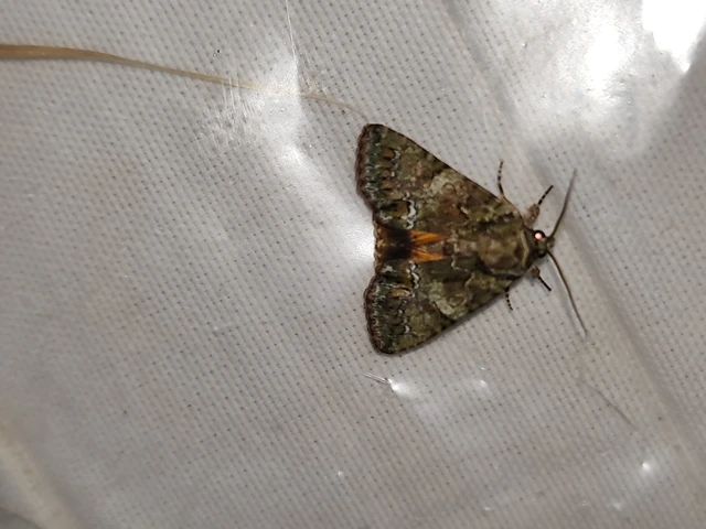 Polyphaenis sericata - selyemfényű erdeibagoly