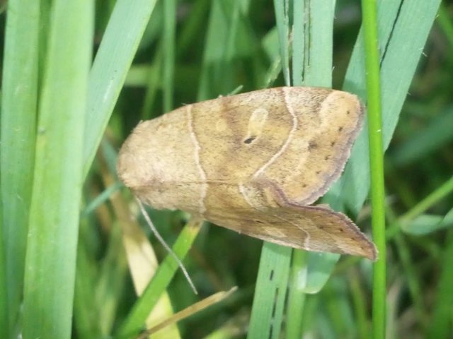 Cosmia trapezina - közönséges lombbagoly