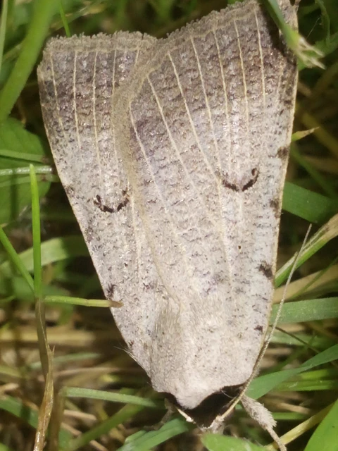 Lygephila craccae - gyakori csüdfűbagoly