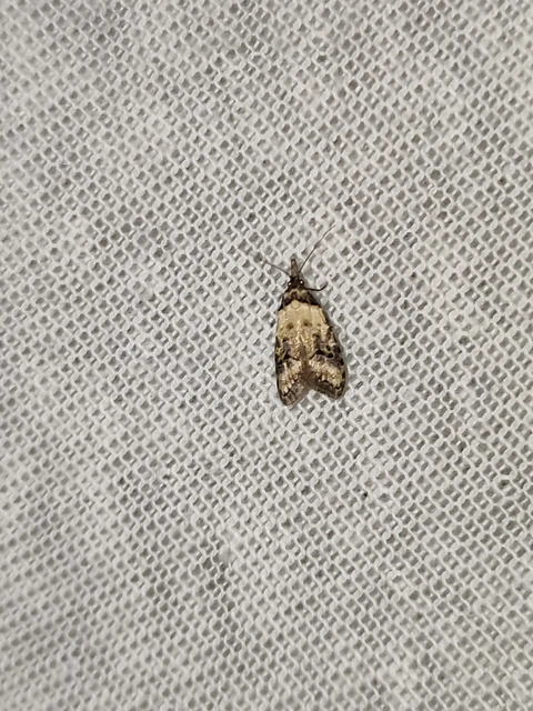 Carposina scirrhosella - közönséges csipkebogyómoly