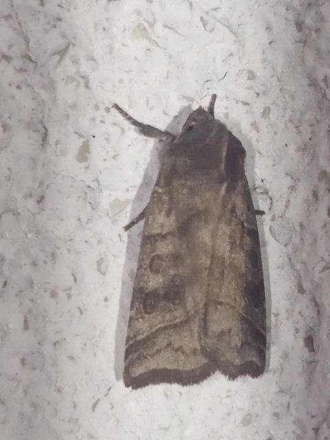 Ipimorpha retusa - sarlós fűzbagoly