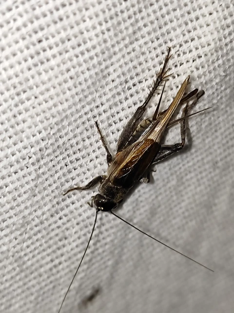 Eumodicogryllus bordigalensis - bordói tücsök Eumodicogryllus bordigalensis - bordói tücsök