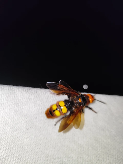 Megascolia maculata - óriás-tőrösdarázs