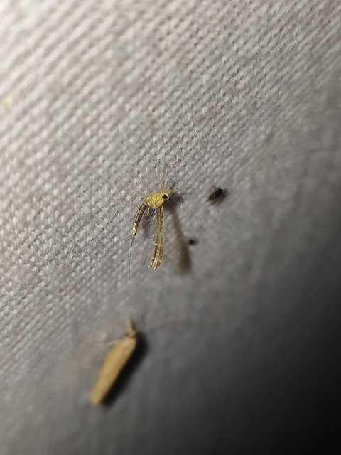 Cloeon dipterum - elevenszülő kérész