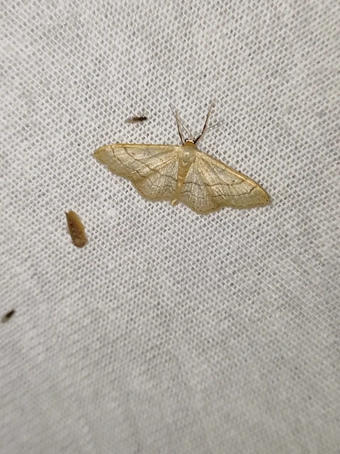 Idaea aversata - nagy sávosaraszoló