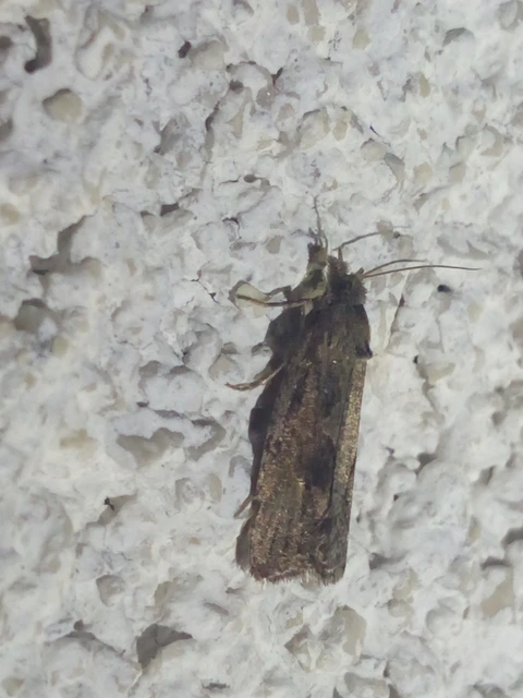 Endothenia quadrimaculana - mocsári tükrösmoly