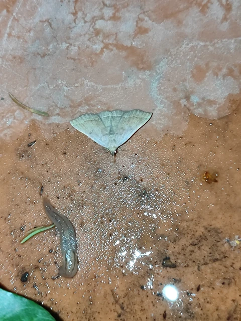Pechipogo plumigeralis - tollascsápú karcsúbagoly