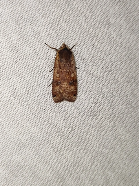Noctua pronuba - nagy sárgafűbagoly