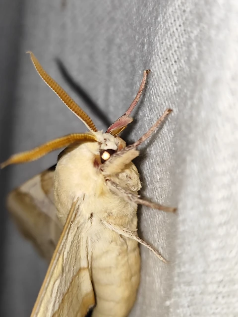 Marumba quercus - tölgyfaszender