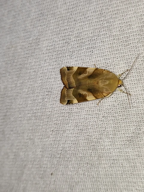 Noctua fimbriata - szélessávú sárgafűbagoly