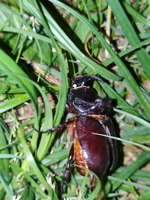 Oryctes nasicornis - orrszarvú bogár