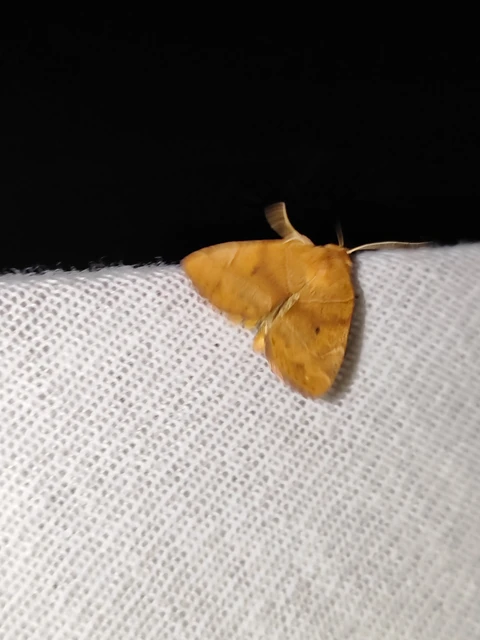 Cosmia trapezina - közönséges lombbagoly