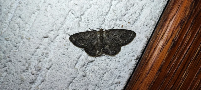 Ectropis crepuscularia - avararaszoló
