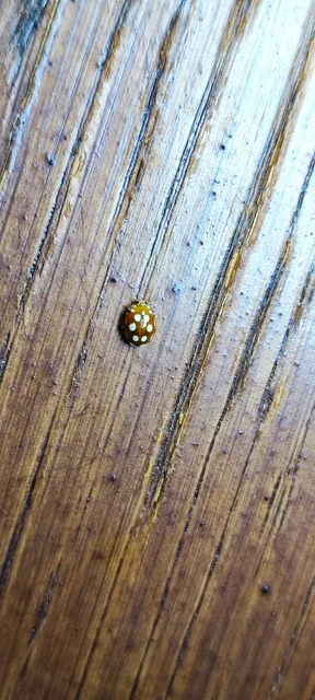 Vibidia duodecimguttata - tizenkétcseppes füsskata