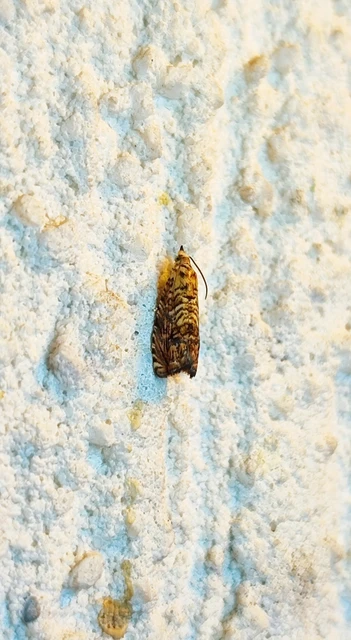 Pammene amygdalana - aranyos gubacsmoly