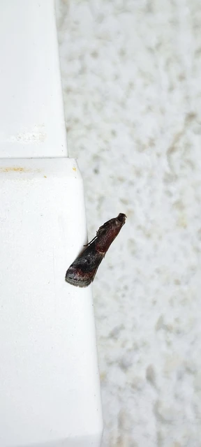 Acrobasis marmorea - márványos karcsúmoly