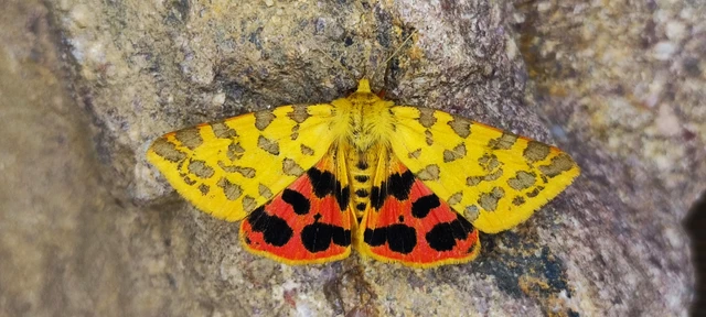 Rhyparia purpurata - bíborszínű medvelepke