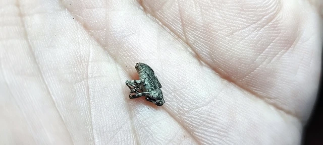 Gasterocercus depressirostris - laposorrú ormányos