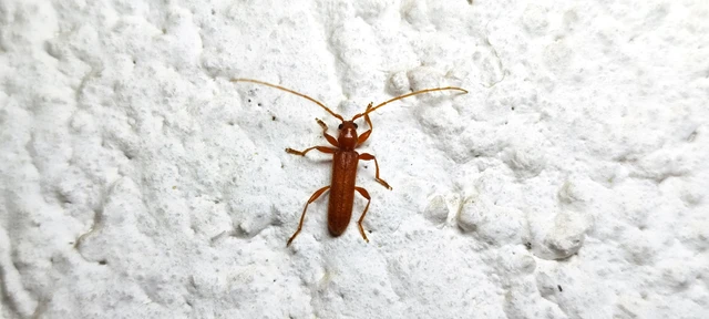 Axinopalpis gracilis - kecses selymescincér