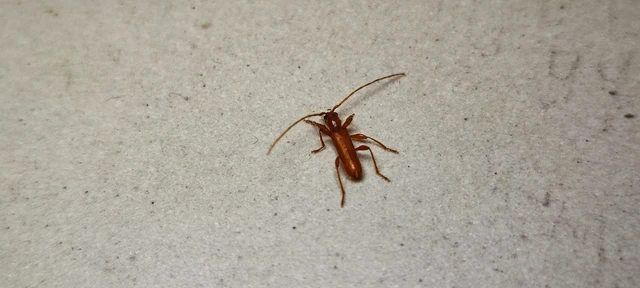 Axinopalpis gracilis - kecses selymescincér