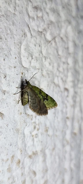 Chloroclystis v-ata - zöldes törpearaszoló