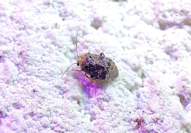 Miridae - mezeipoloskák