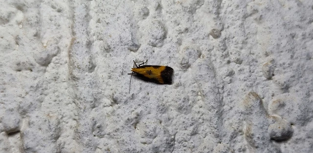 Brachmia dimidiella - citromkocsord-lápimoly