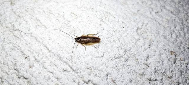Blattodea - Csótányok Blattodea - Csótányok