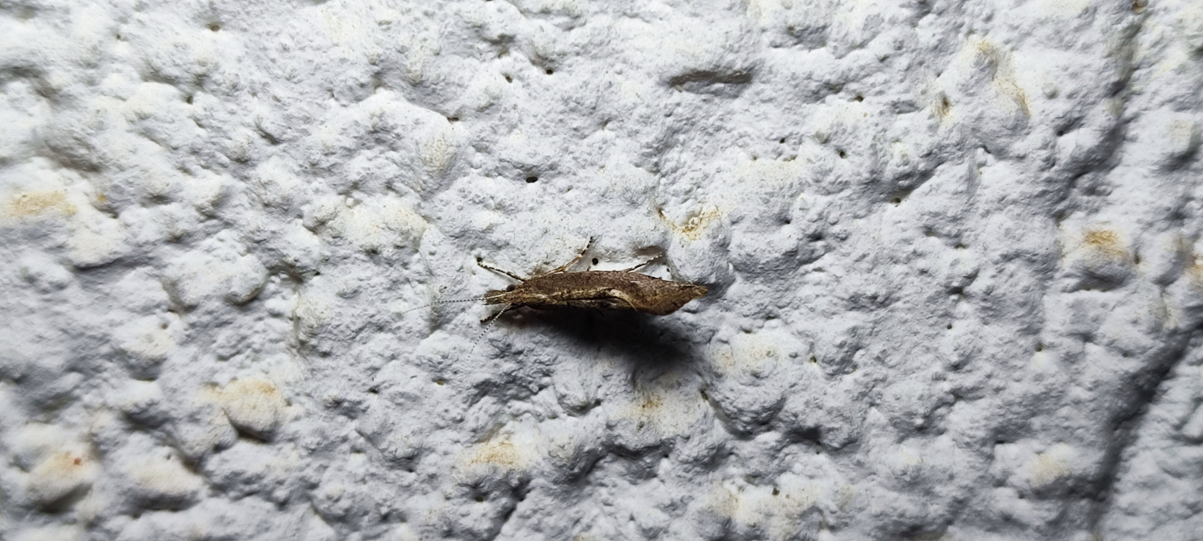 Ypsolopha chazariella - juharfonó tarkamoly