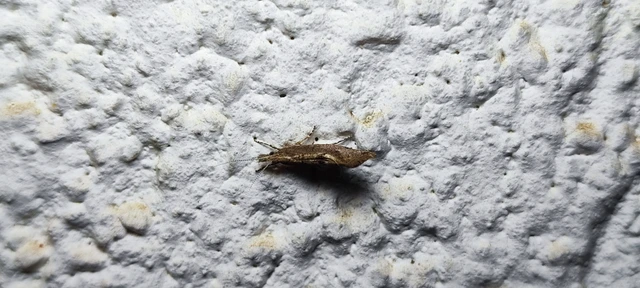 Ypsolopha chazariella - juharfonó tarkamoly