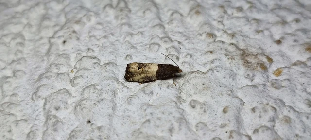 Notocelia roborana - rózsarügy-tükrösmoly
