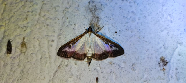 Cydalima perspectalis - puszpáng-tűzmoly