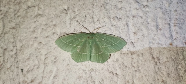 Hemistola chrysoprasaria - kékes zöldaraszoló