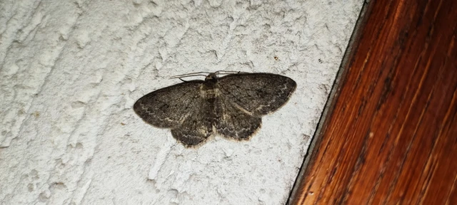 Ectropis crepuscularia - avararaszoló
