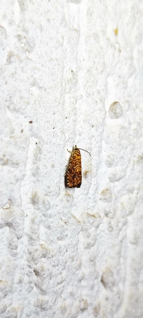 Pammene amygdalana - aranyos gubacsmoly