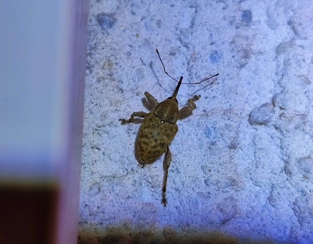 Curculio venosus - tarajos zsuzsóka