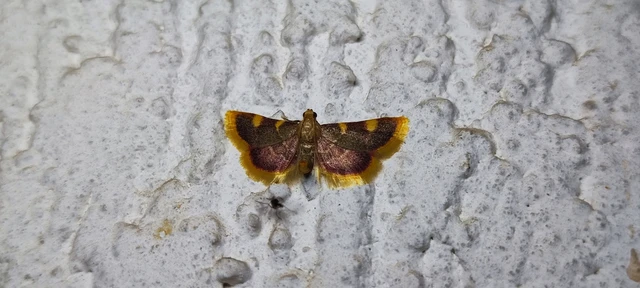 Hypsopygia costalis - szénailonca