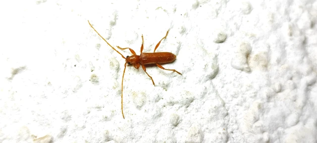 Axinopalpis gracilis - kecses selymescincér