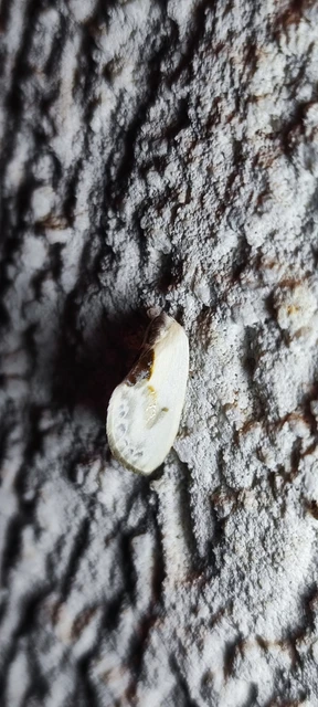 Cilix glaucata - törpe sarlósszövő