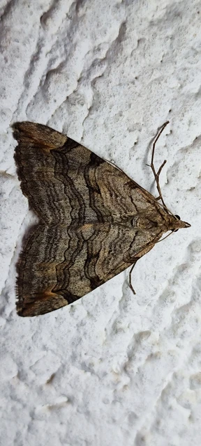 Aplocera efformata/plagiata