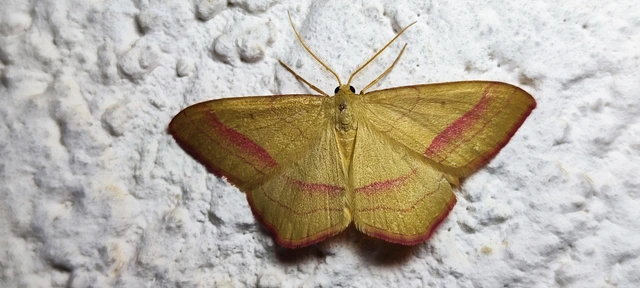 Rhodostrophia vibicaria - pirosszélű araszoló