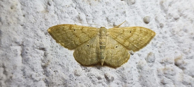 Idaea deversaria - egyszínű sávosaraszoló