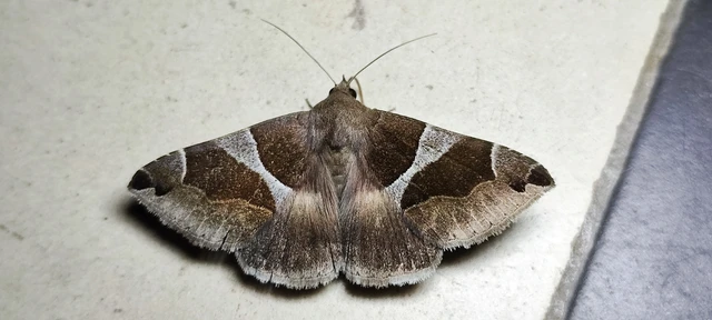 Dysgonia algira - déli porcelánbagoly