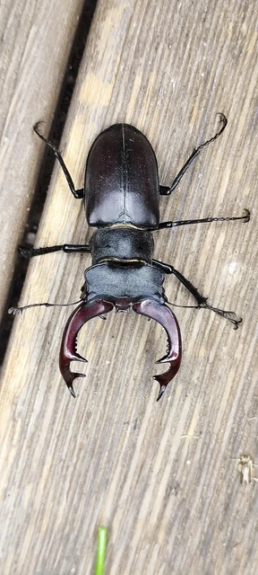 Lucanus cervus - nagy szarvasbogár