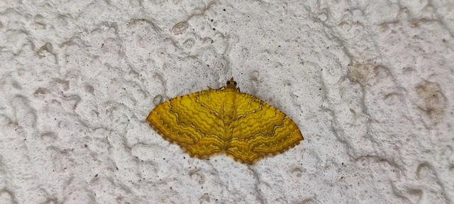 Camptogramma bilineata - kétvonalas sávosaraszoló