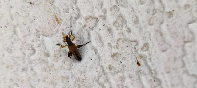 Oedemera podagrariae - székfű-álcincér