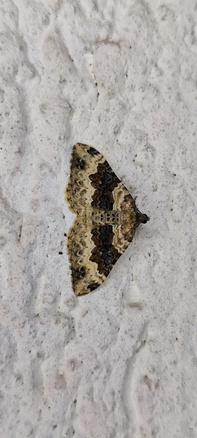 Epirrhoe galiata - sávos galajaraszoló
